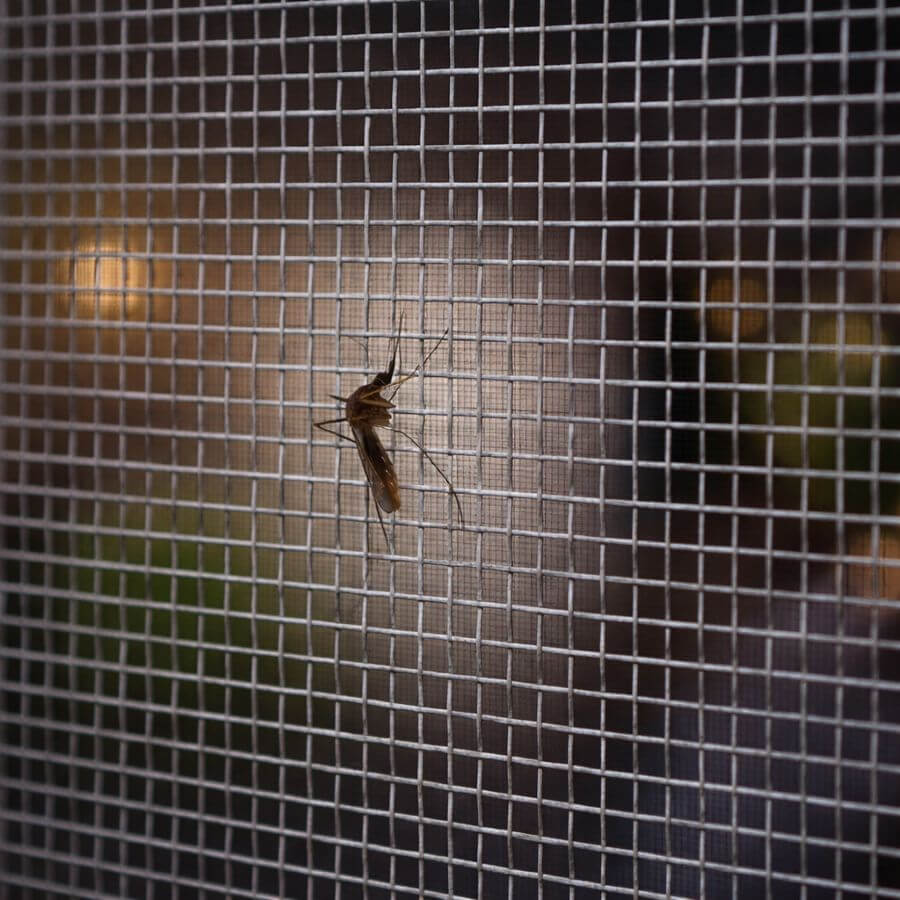 Backyard Mosquito Control with Screens